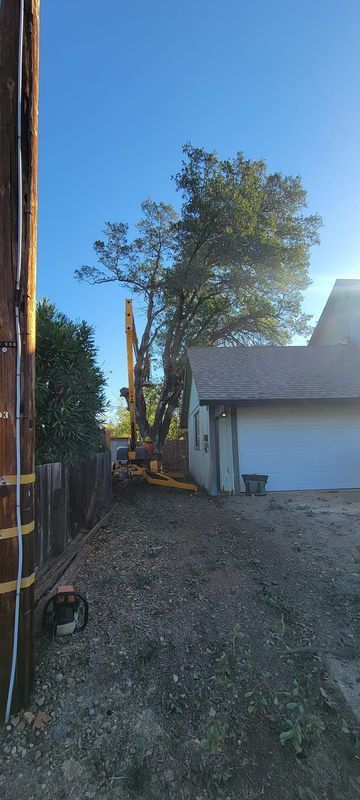 A tree being cut down by machinery in a backyard with a house, a fence, and a power pole.