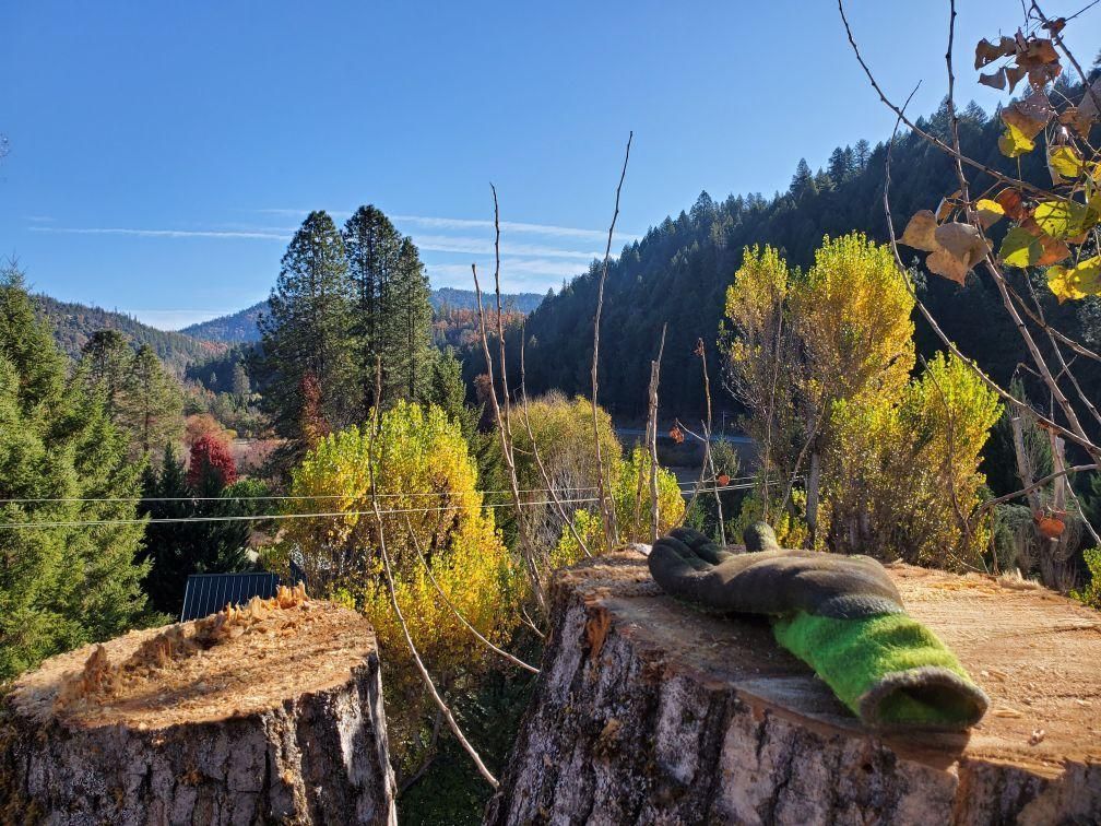 Scenic view with tree stumps and a glove. Mountains, blue sky, and fall foliage are in the background.