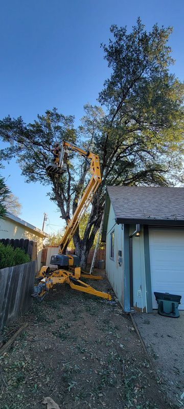 A yellow tree service truck trimming a large tree next to a house and wooden fence.