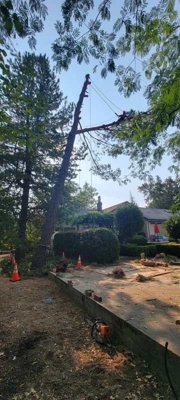A tree being trimmed by a professional. The tree is secured by ropes, with a house in the background.