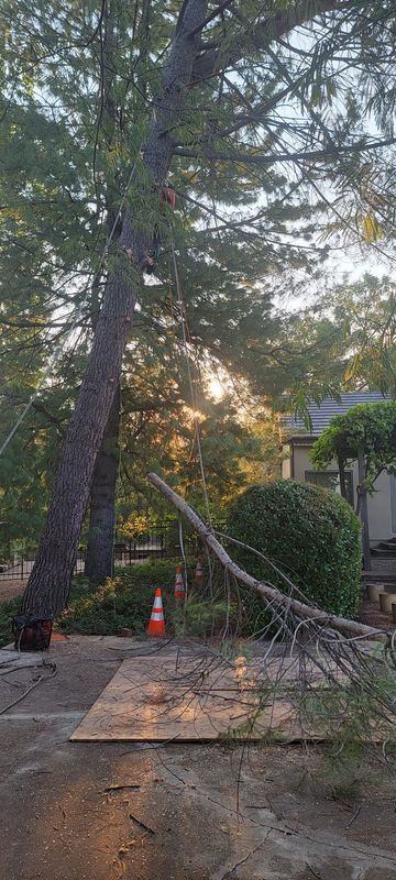 A large tree with a fallen branch, a plywood sheet, and an orange traffic cone; likely tree trimming.