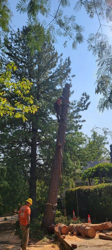 Arborist cutting down a tall tree. One worker in the tree, another on the ground. Logs and wood chips on the ground.