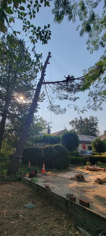 A tree being trimmed by a worker, with ropes and a harness, in a residential area on a sunny day.
