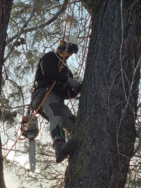 Arborist in a tree, using a chainsaw. Wearing safety gear. Cloudy sky in the background.