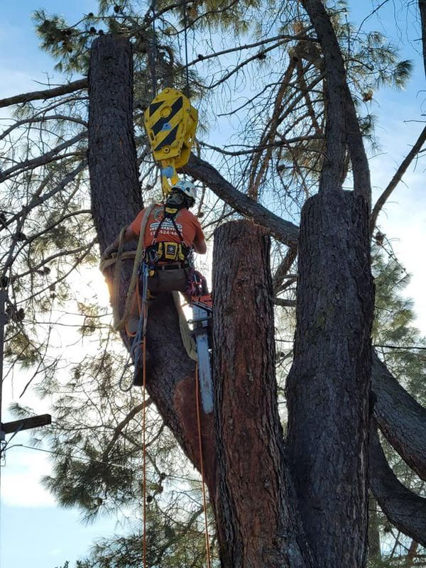 Arborist cutting a tree limb, attached to a crane with safety gear. Sunny outdoor setting.
