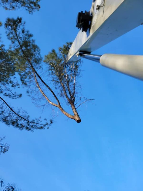 A tree being trimmed by a lift crane against a clear blue sky.