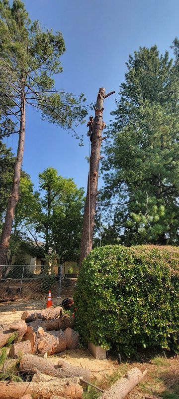 A tree is being cut down by a person. Logs lay on the ground, and other trees surround the scene under a blue sky.