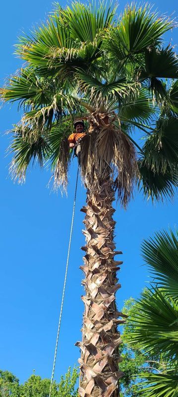 A person trimming a tall palm tree against a clear blue sky. A white rope is visible.