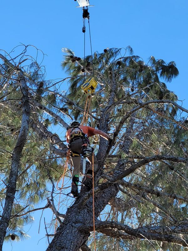 Arborist in a tree, using equipment to trim branches. Blue sky in background.