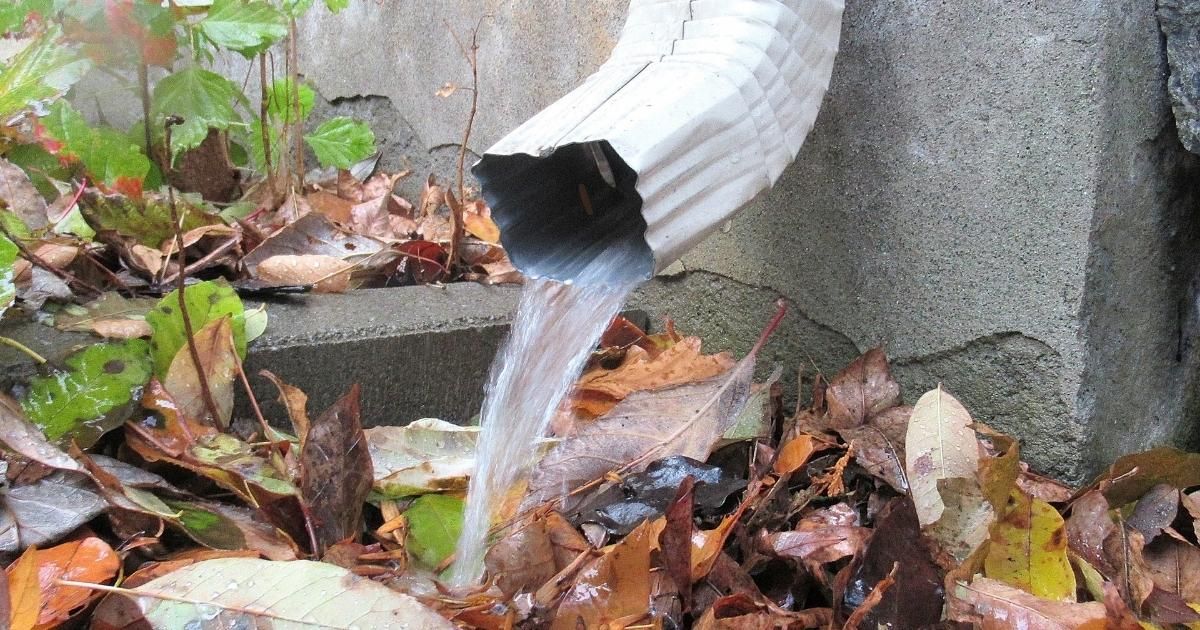 Water pours from a white gutter downspout into wet leaves beside a concrete wall.