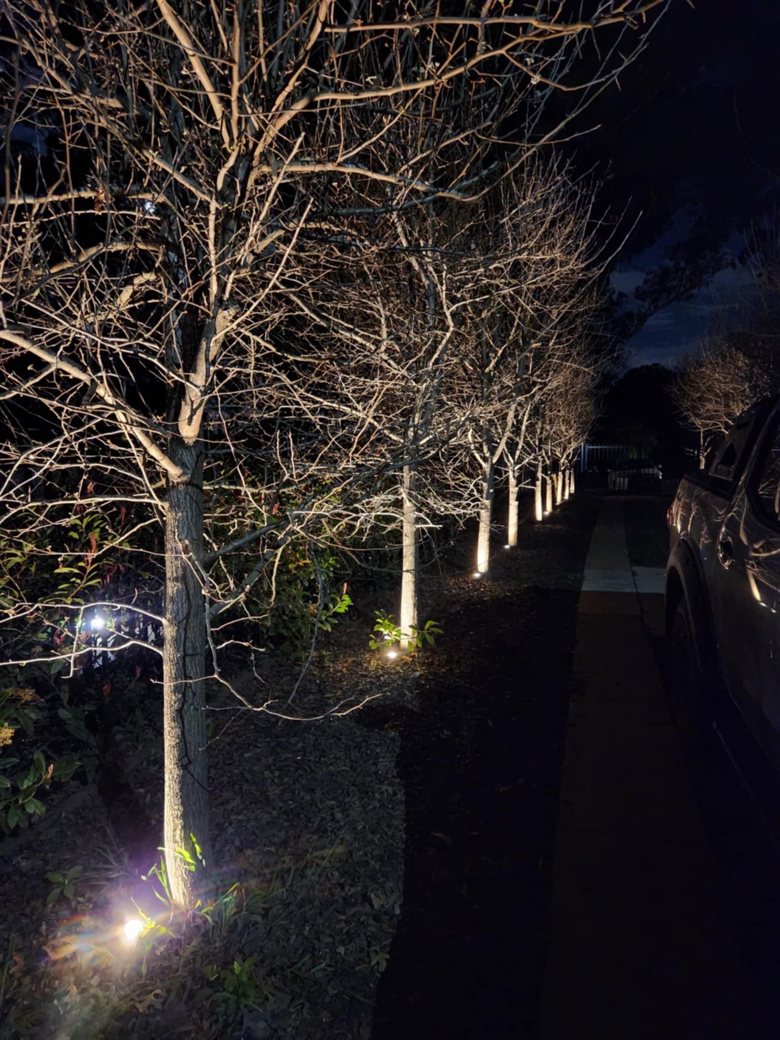 Bare trees lit by ground spotlights along a dark pathway at night — Technik Electrical in Renwick, NSW