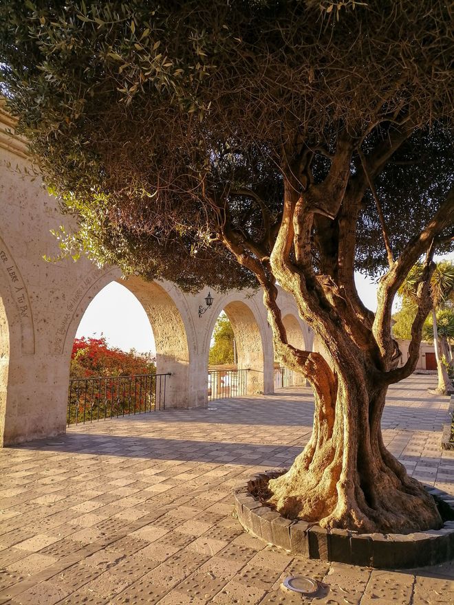 Sunlit tree beside stone arches in a paved courtyard