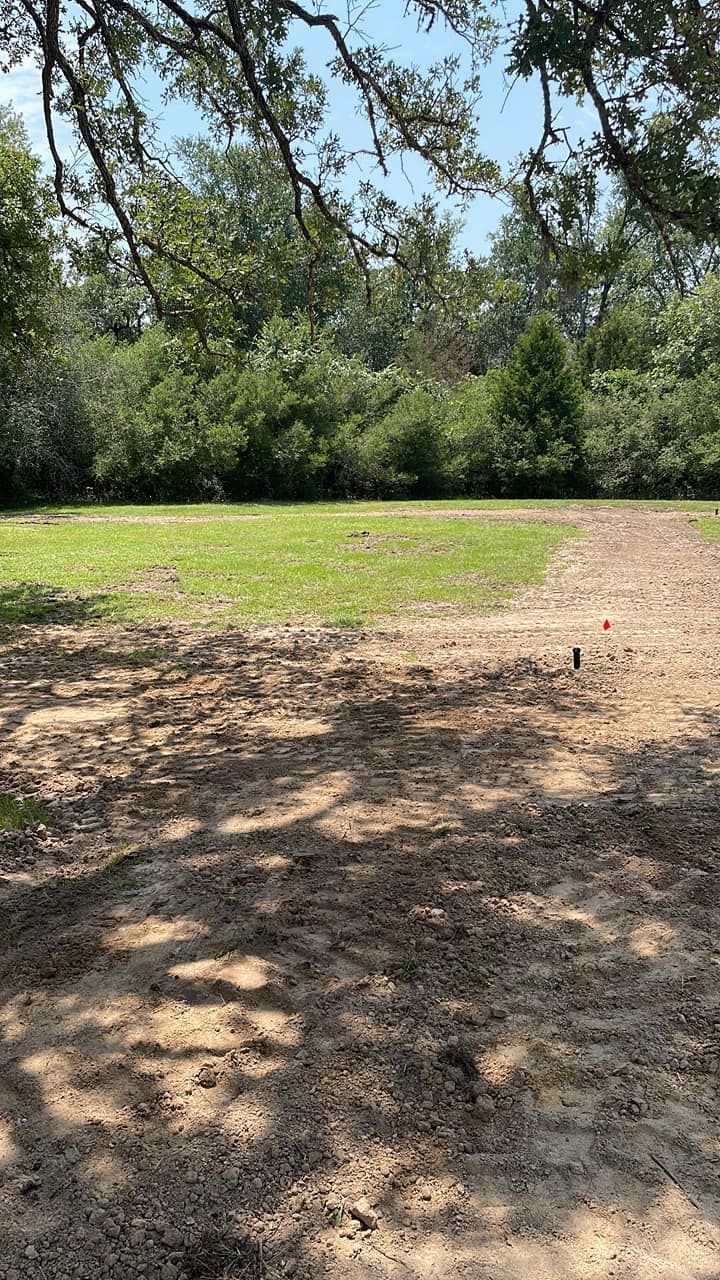 Sunny park clearing with trees, green grass, and a dirt path in the foreground