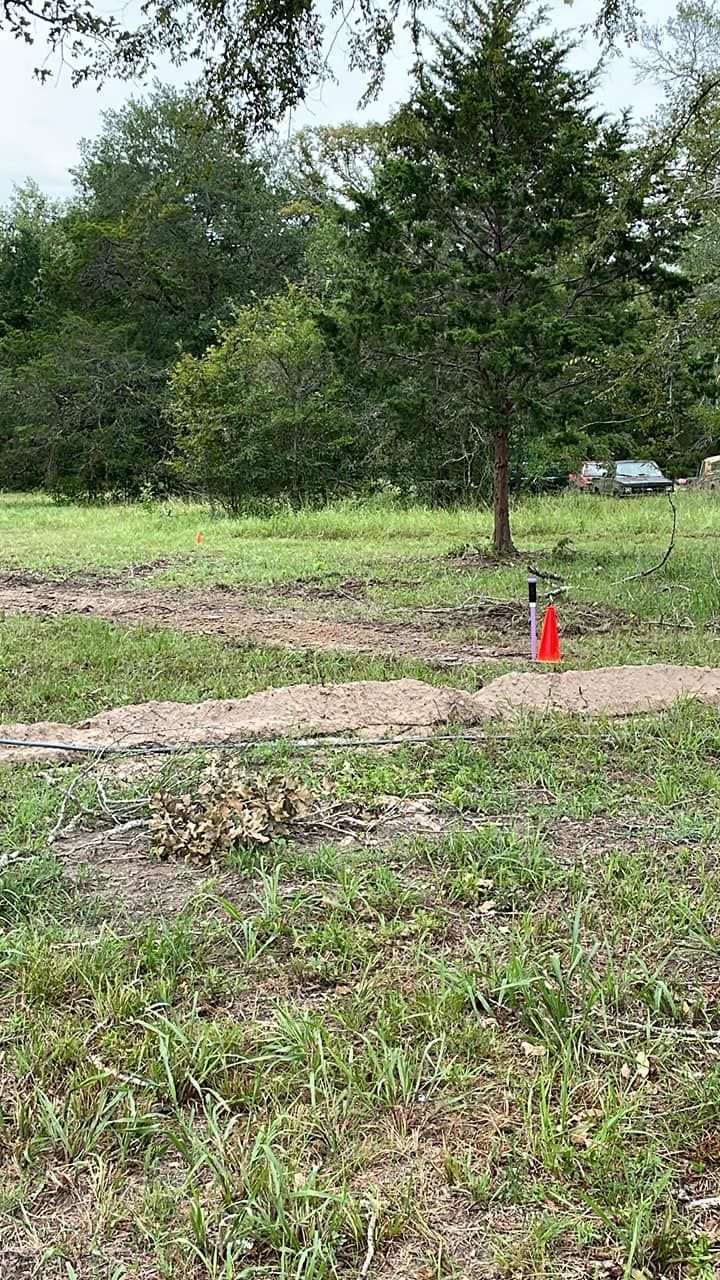 Small tree in a grassy field with an orange cone near its base and dense trees in the background