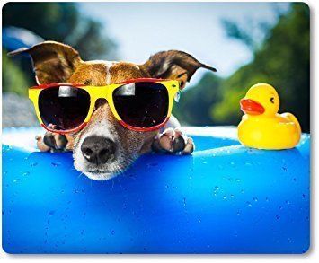Tips & Tricks — Raymond Terrace, NSW — My Vets