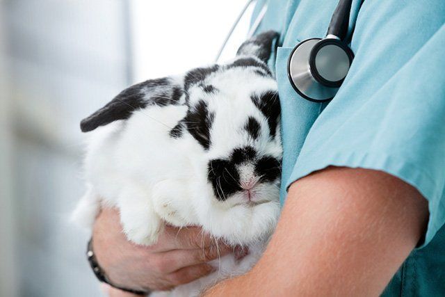 Rabbit Virus Warning — Raymond Terrace, NSW — My Vets Rabbit Virus Warning — Raymond Terrace, NSW — My Vets