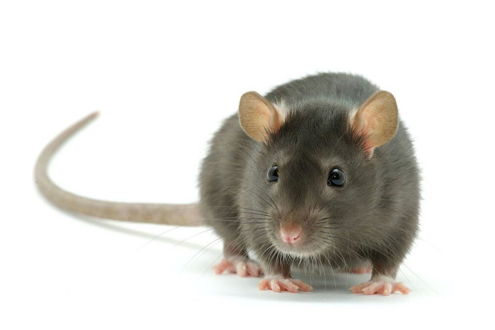 Leptospirosis — Raymond Terrace, NSW — My Vets Leptospirosis — Raymond Terrace, NSW — My Vets