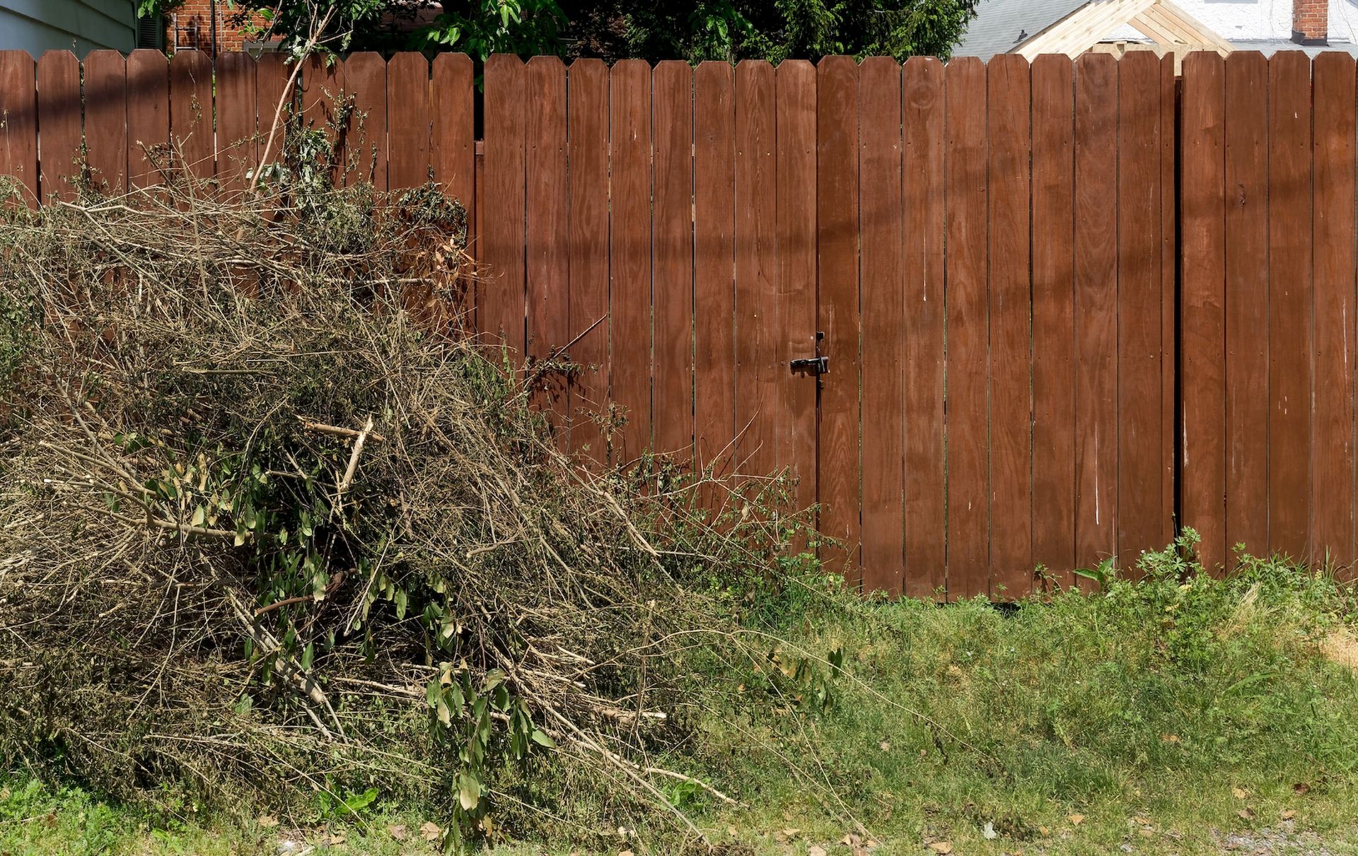 A wooden fence behind overgrown bushes and patchy grass in a backyard.