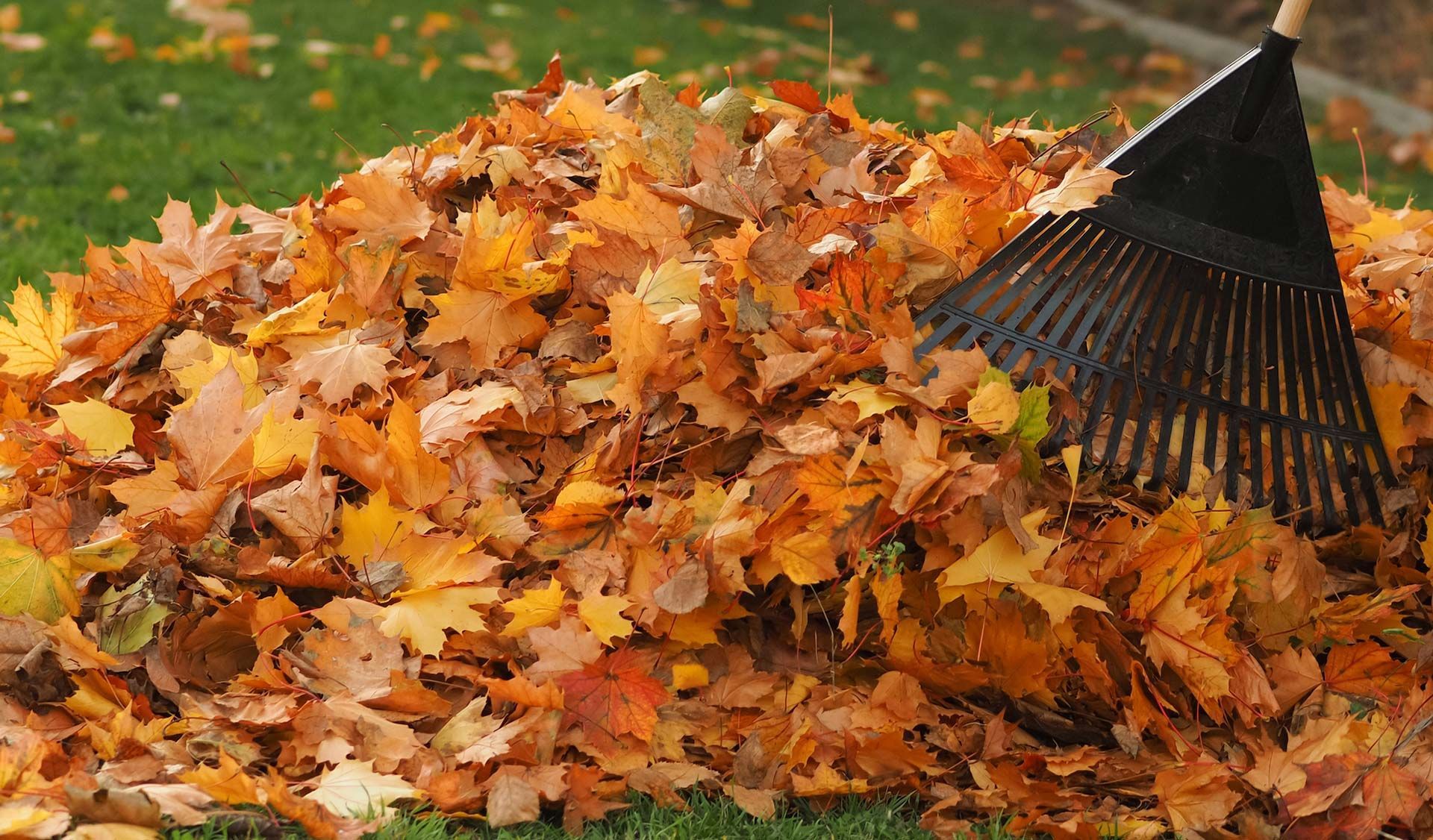 Leaf Clean