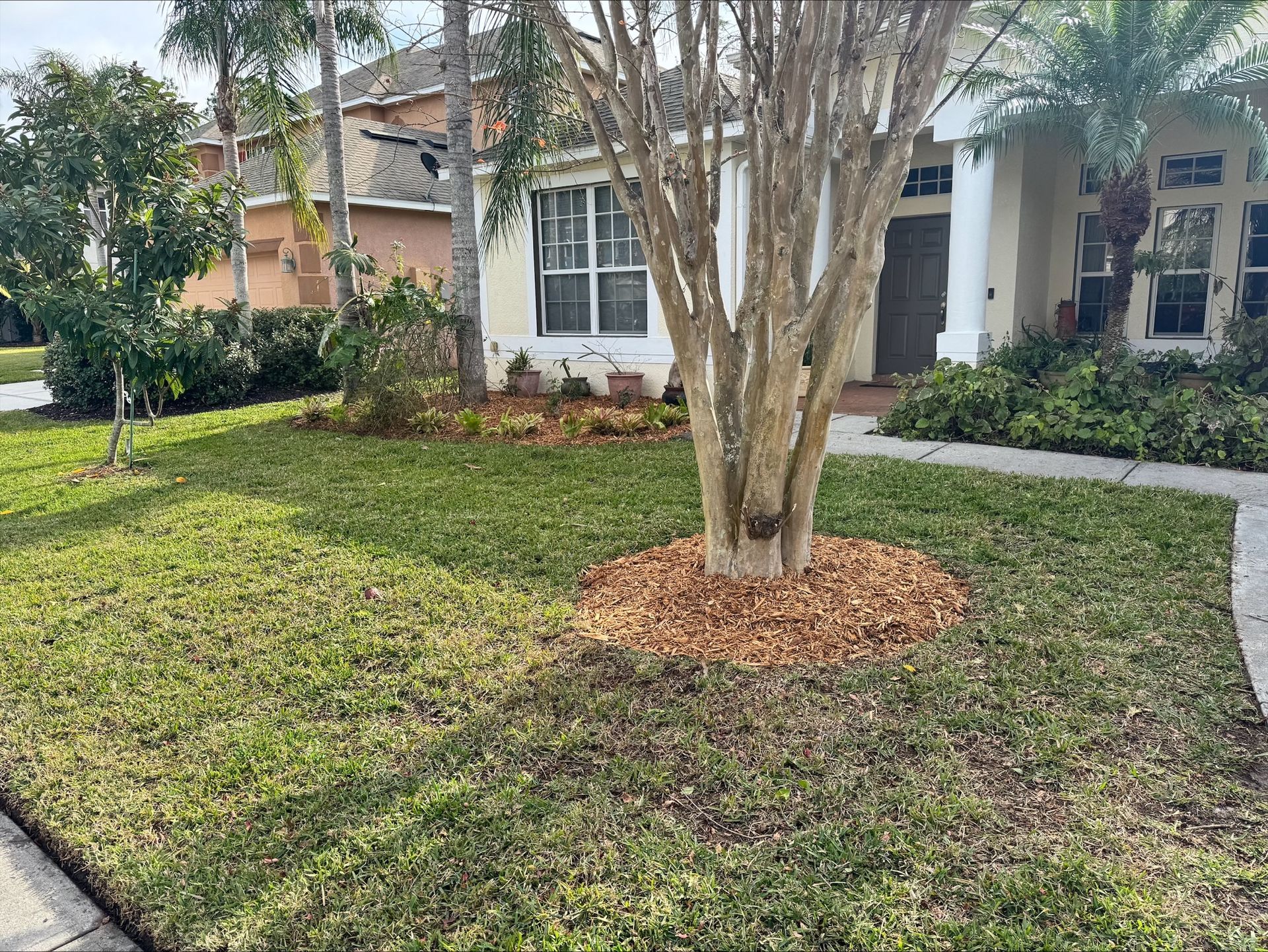 A large tree is in the middle of a lush green lawn in front of a house.