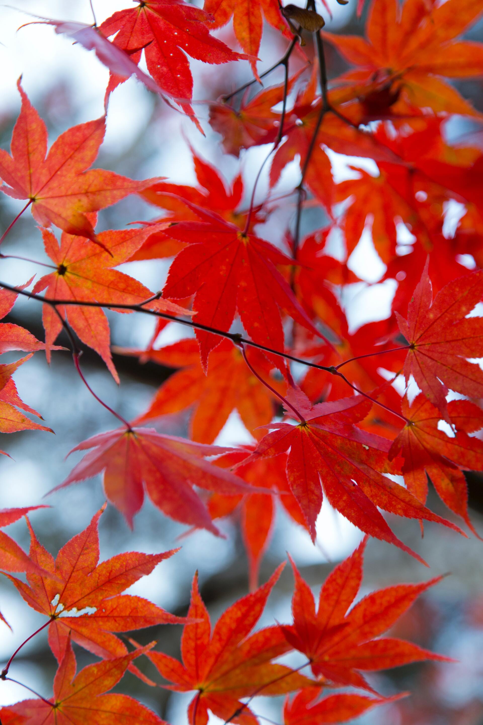 Maple Leaves on Tamborine Mountain
