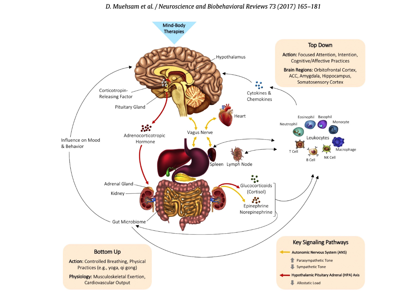 A diagram of the human body showing the brain , heart , liver , and intestines.