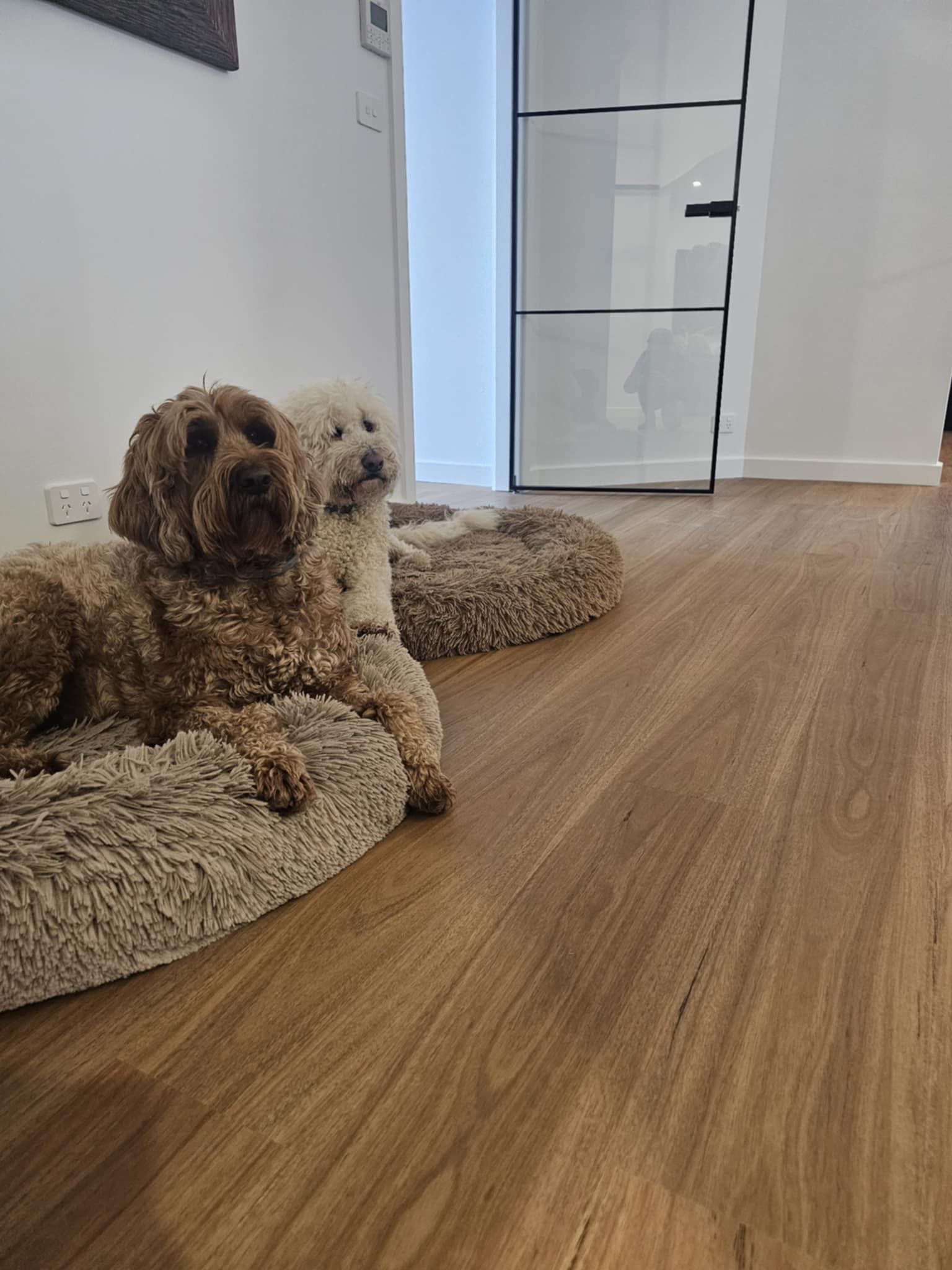 Two dogs are laying on a dog bed on a wooden floor.