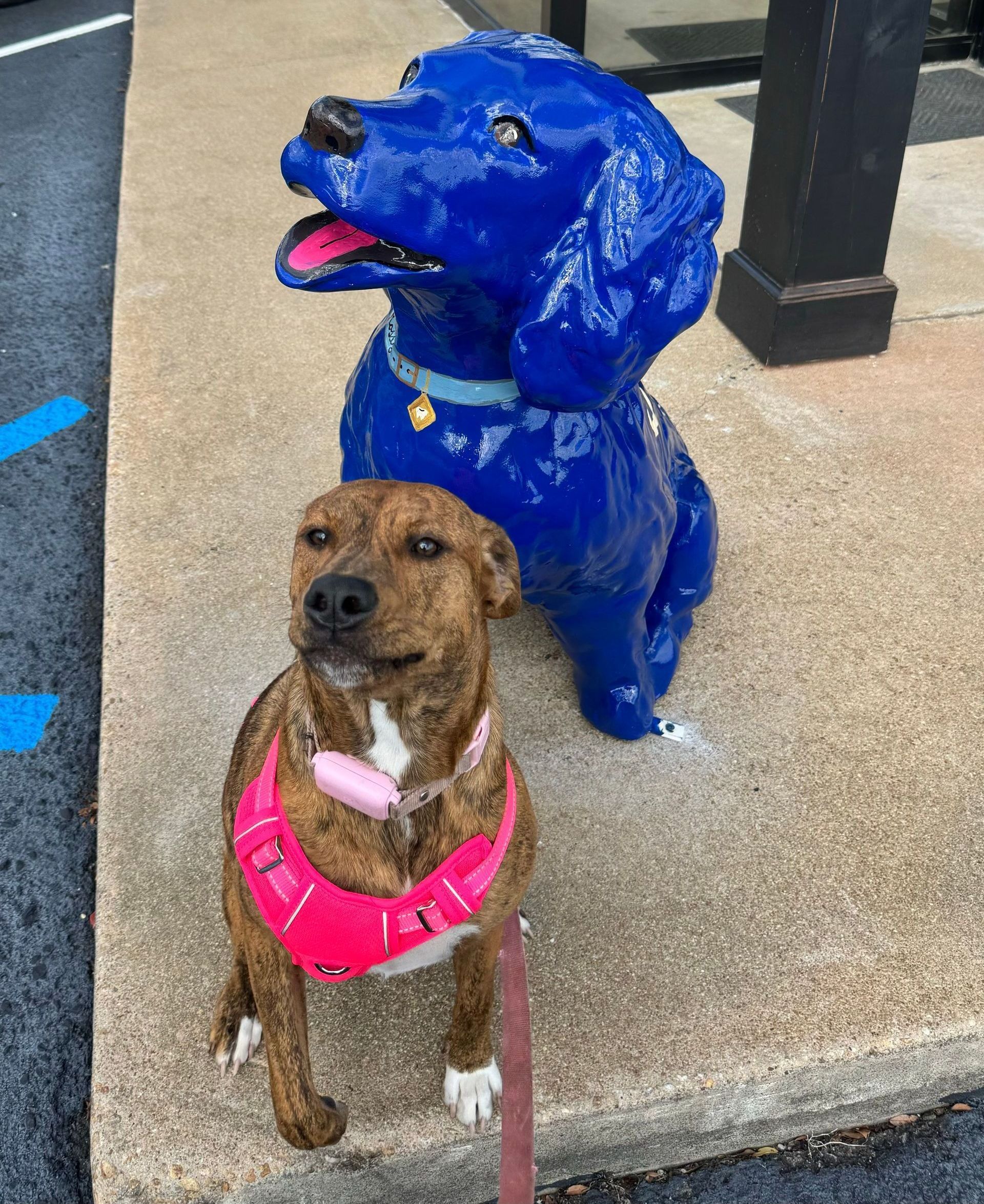 Dog wearing a pink harness sits next to a bright blue dog statue on a sidewalk.