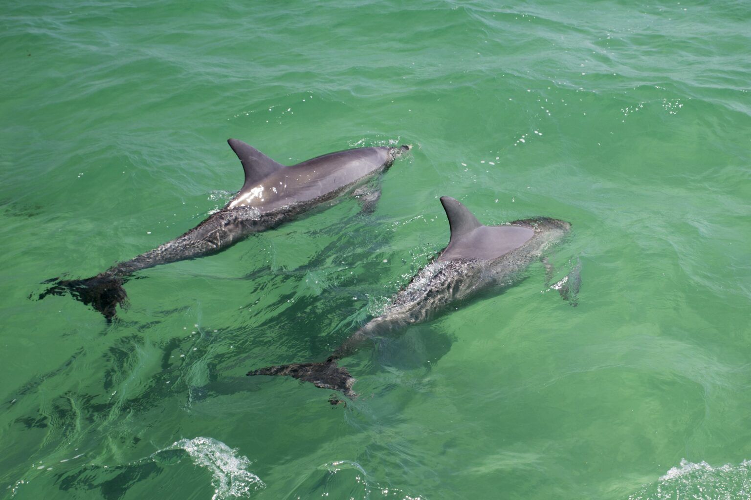 Two dolphins swimming in green ocean water, viewed from above