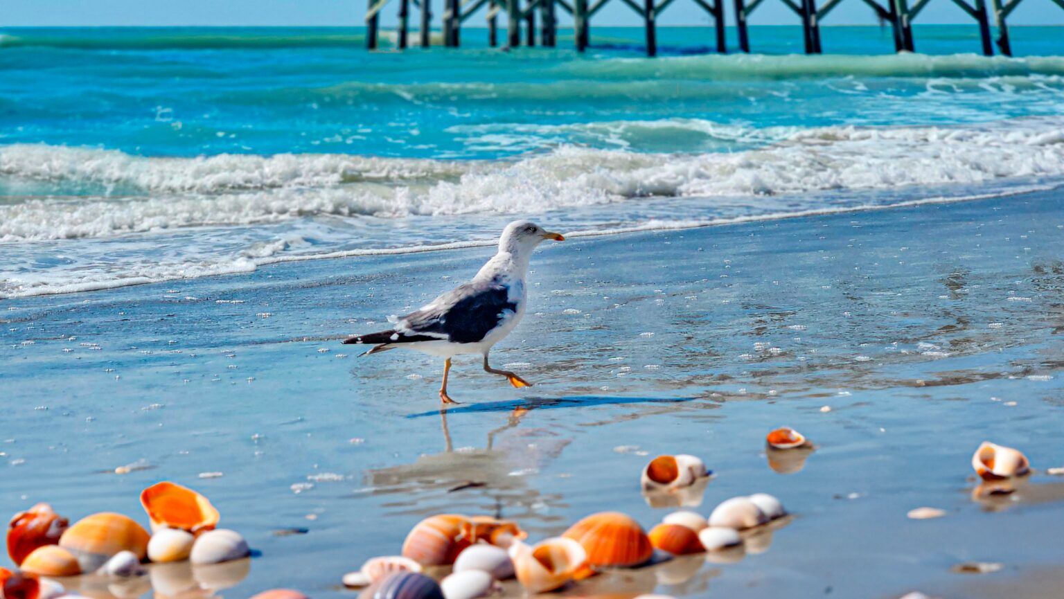 Seagull standing by orange and white shells on a sunny beach with waves and a pier in the background