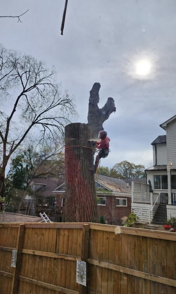 Person trimming a tall tree in a backyard beside a wooden fence and houses