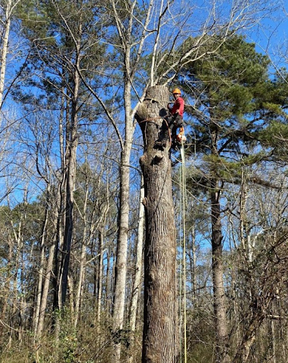 Person climbing a tall tree in a wooded area on a clear day
