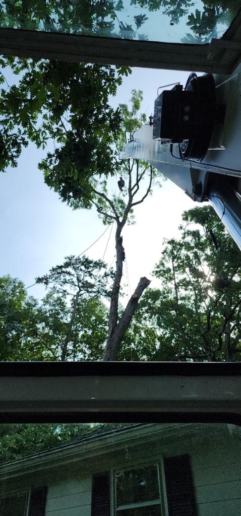 View up through trees from a porch, with a house roofline and a dark hanging object at top right