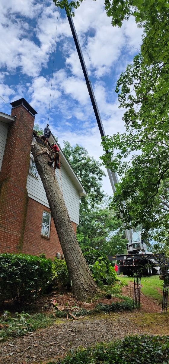 Worker trimming a tall tree beside a brick house under a blue, cloudy sky