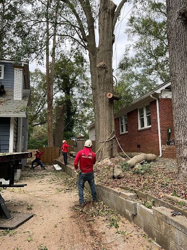 Tree crew trimming a large tree beside houses, with workers in red shirts and a lift platform nearby