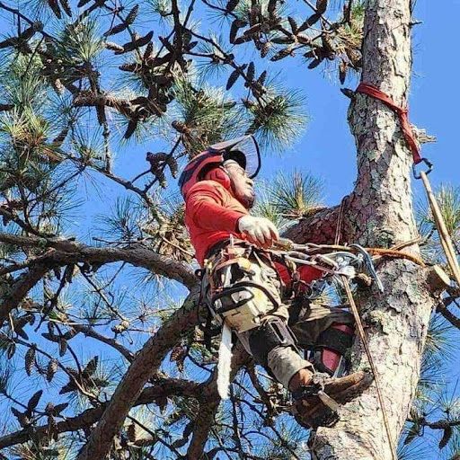 Arborist in red gear climbing a pine tree with ropes and chainsaw against a blue sky