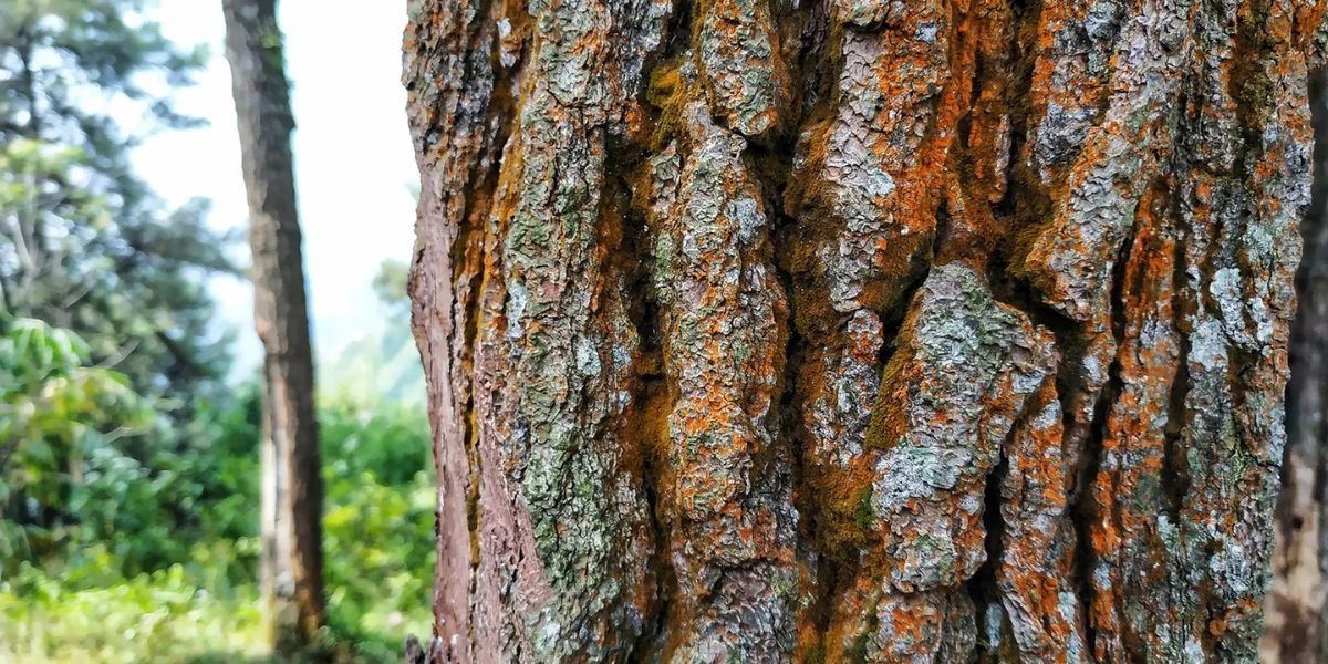 Close-up of rough tree bark with orange lichen, with blurred green foliage in the background