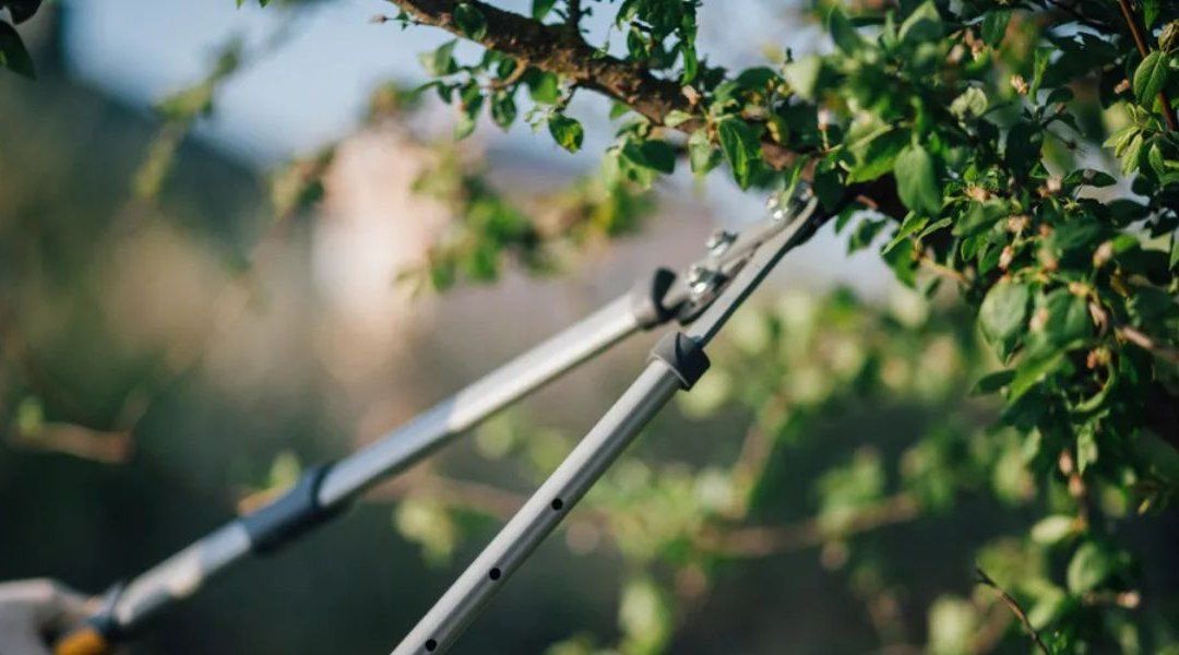 Pruning shears cutting a leafy branch in a sunlit garden