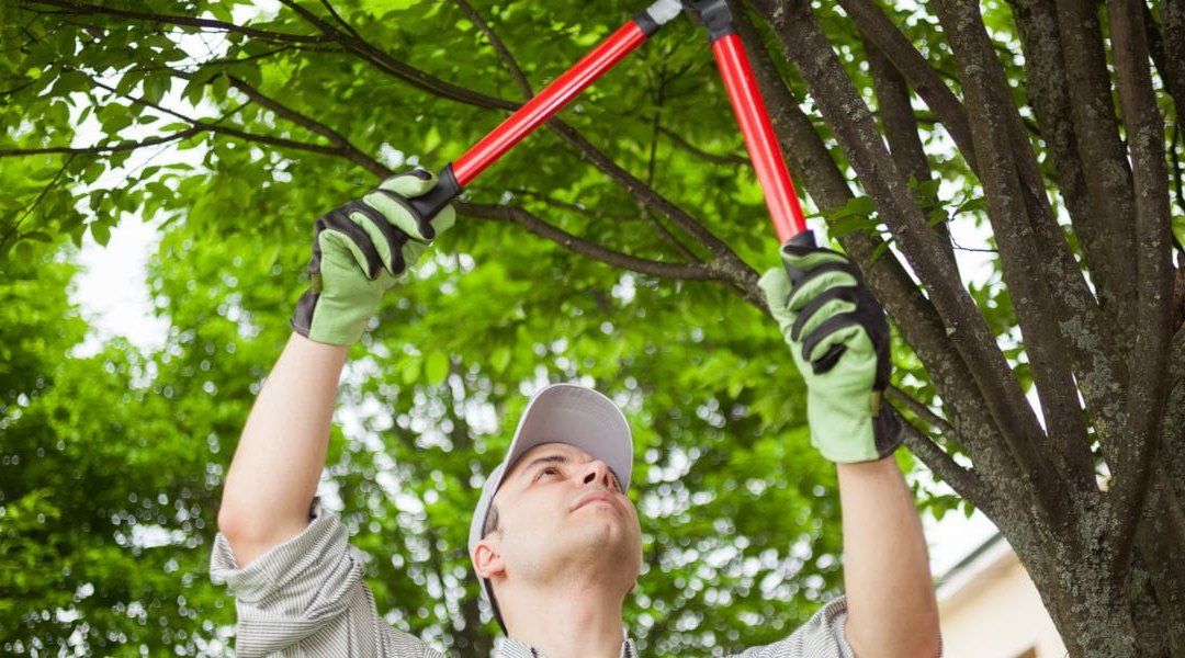 Person in gloves using red-handled loppers to prune a tree branch outdoors