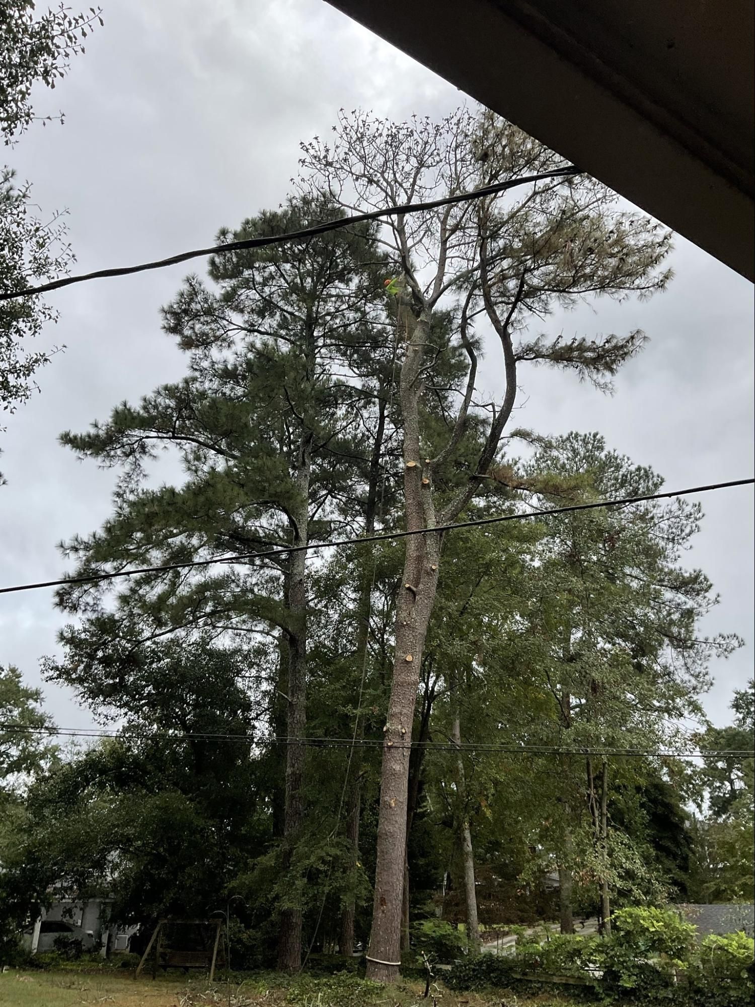 Tall pine trees in a grassy yard under an overcast sky, with power lines crossing overhead.