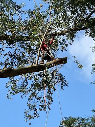 Person in a red harness cutting a tree branch high in a tree against a blue sky.