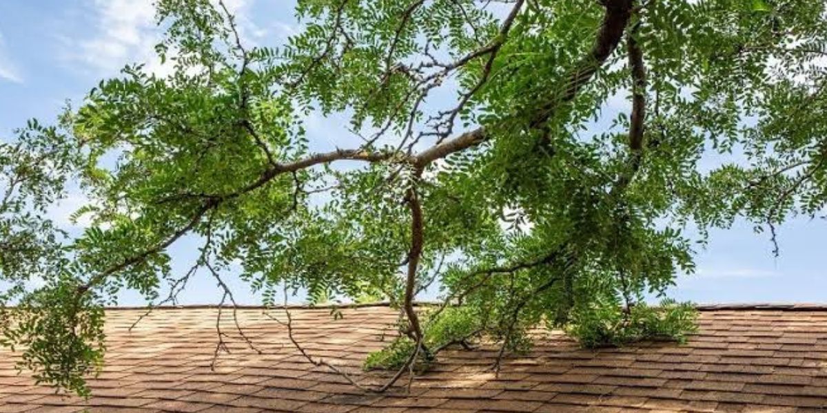 Tree branches on the roof of a house