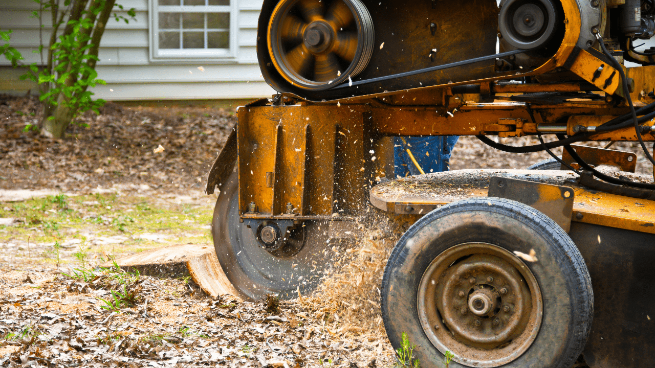 Orange stump grinder cutting a tree stump, sending wood chips flying near a house