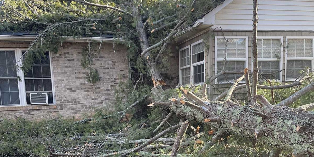Fallen tree on a residential house backyard