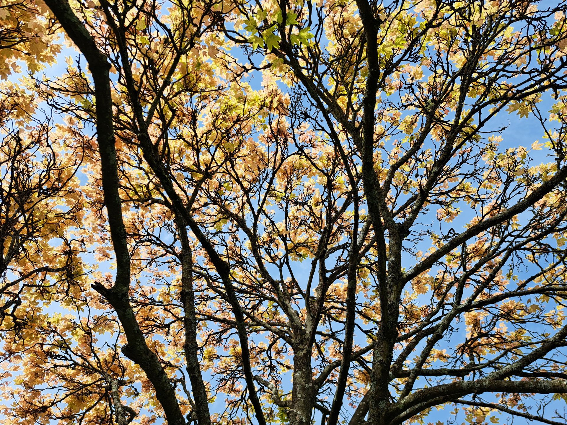 Tall trees with golden autumn leaves against a blue sky