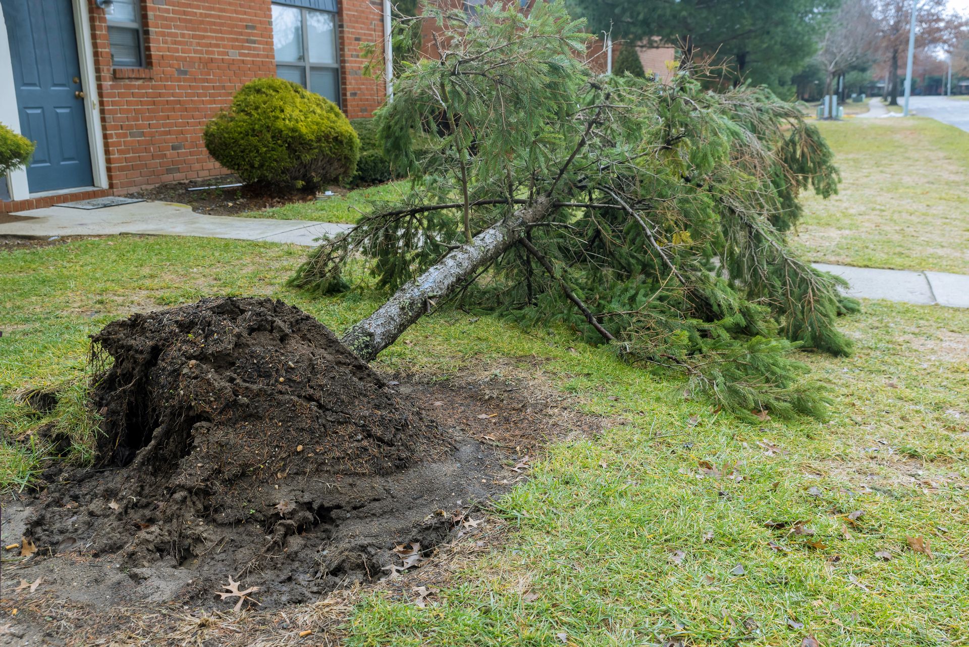 Uprooted tree lying on a grassy lawn beside a sidewalk, with a large exposed root ball.