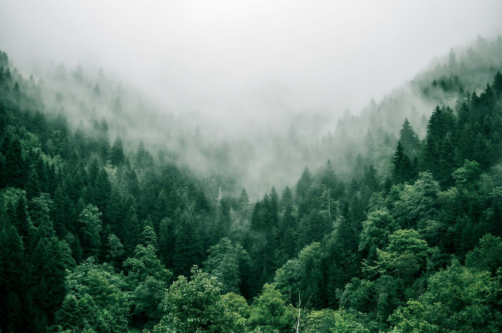 Forest representing Christian counseling services in Antioch, California