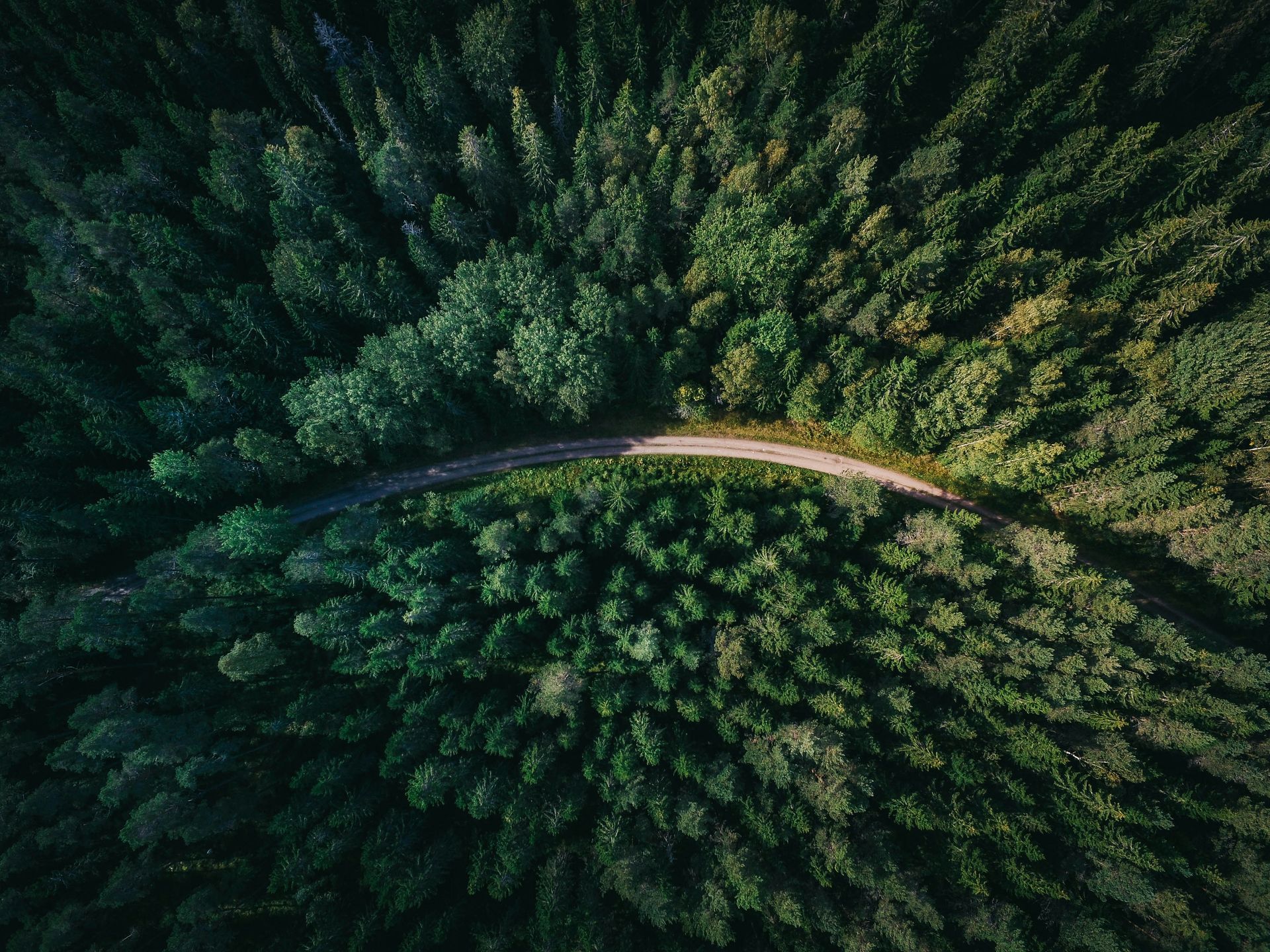 Forest path representing men’s counseling services in Brentwood, California