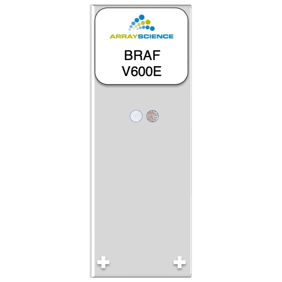 A stylized microscope slide of two melanoma cell culture cores that show a BRAF V600E mutation. 