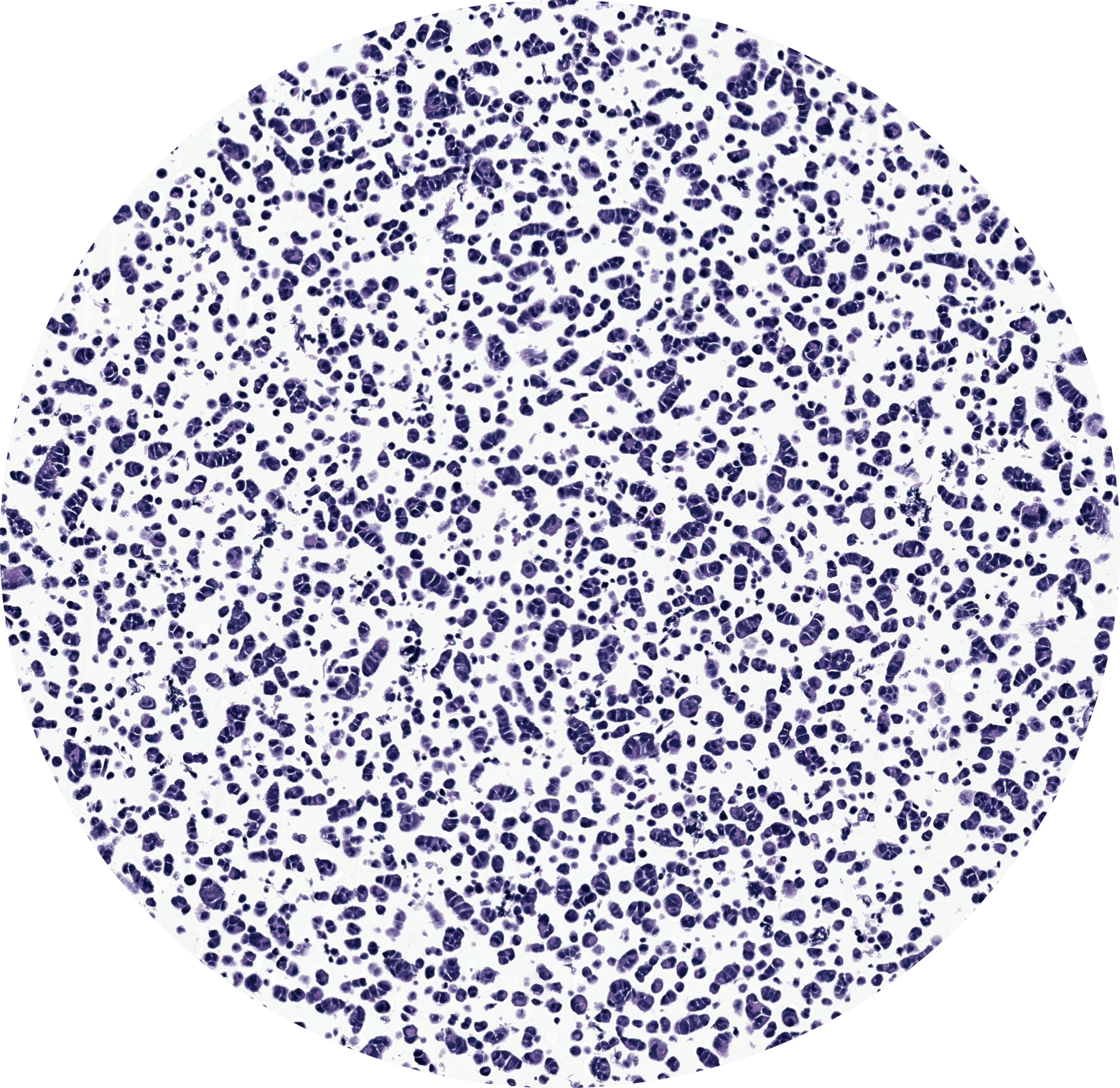 A zoomed in view of one of the cell culture cores from the cell culture microarray 
